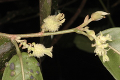 Aporosa bourdillonii